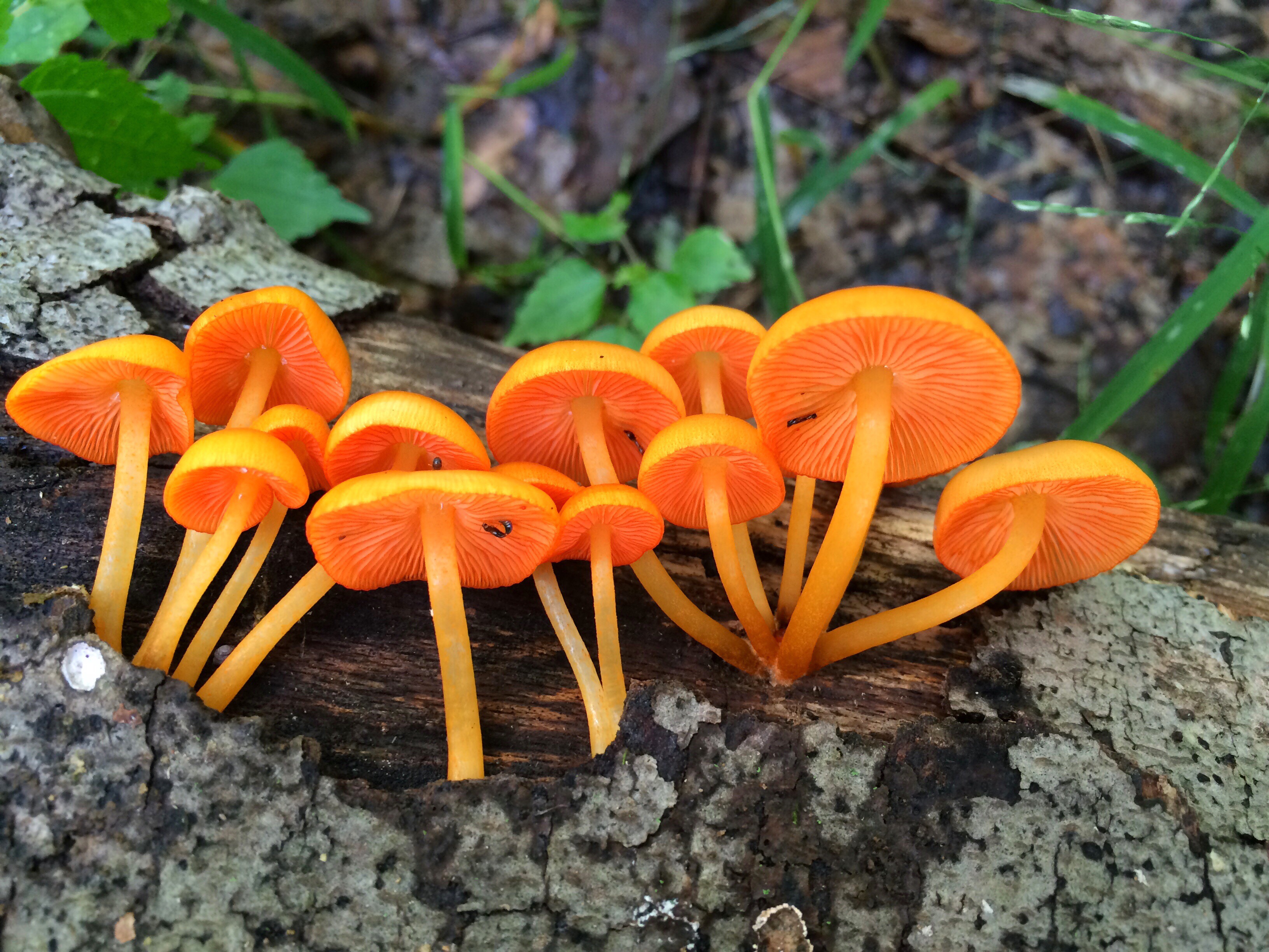 Bright orange wild mushrooms growing on a forest floor.